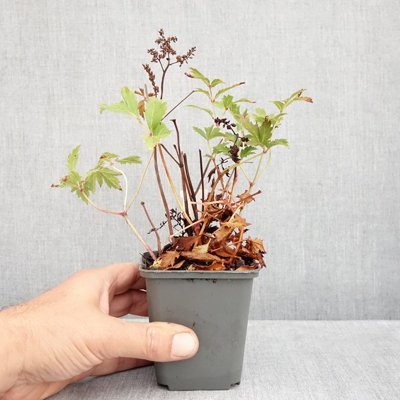 Amostra de Astilbe japonica Vesuvius Vaso de 8/9 cm tal como entregue no outono