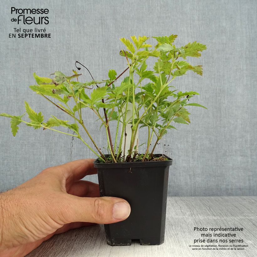 Amostra de Astilbe japonica Vesuvius Vaso de 8/9 cm tal como entregue no verão