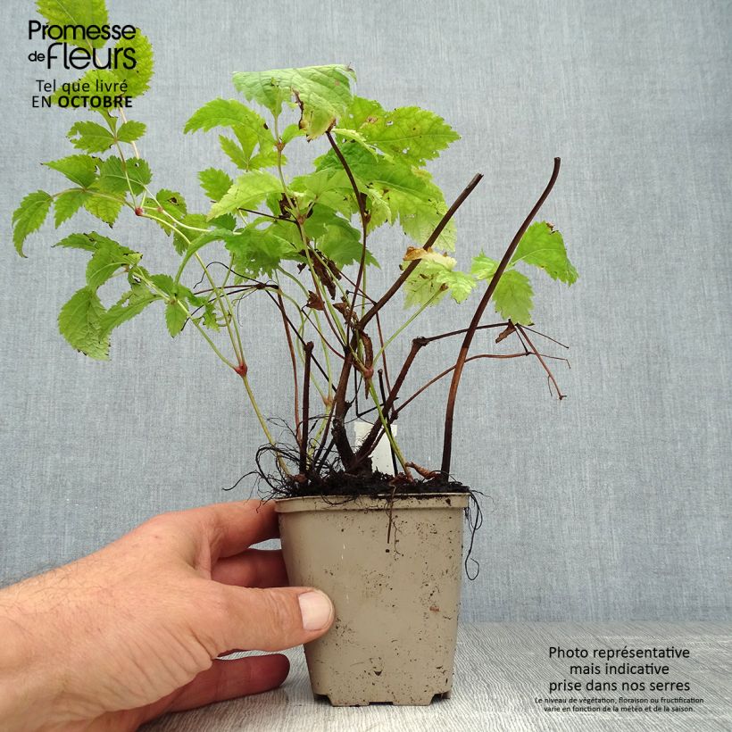 Amostra de Astilbe thunbergii Professor van der Wielen Vaso de 8/9 cm tal como entregue no outono