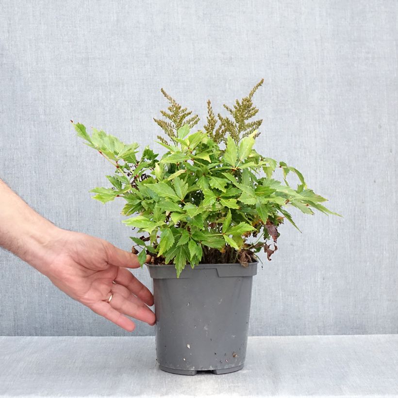 Amostra de Astilbe simplicifolia Darwin s Snow Sprite Pot de 2L/3L tal como entregue no outono