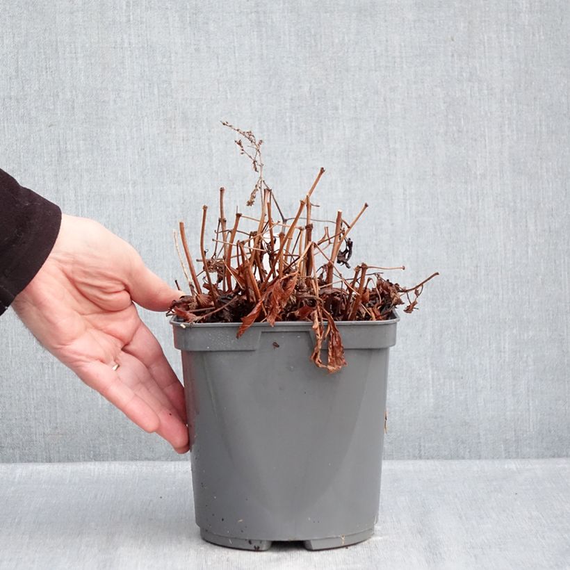 Amostra de Astilbe simplicifolia Darwin's Snow Sprite Vaso de 2 L/3 L tal como entregue no inverno