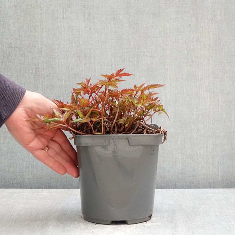Amostra de Astilbe simplicifolia Darwin's Snow Sprite Vaso de 2 L/3 L tal como entregue na primavera