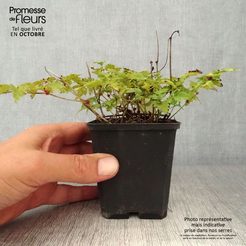 Amostra de Astilbe simplicifolia Hennie Graafland Vaso de 8/9 cm tal como entregue no outono