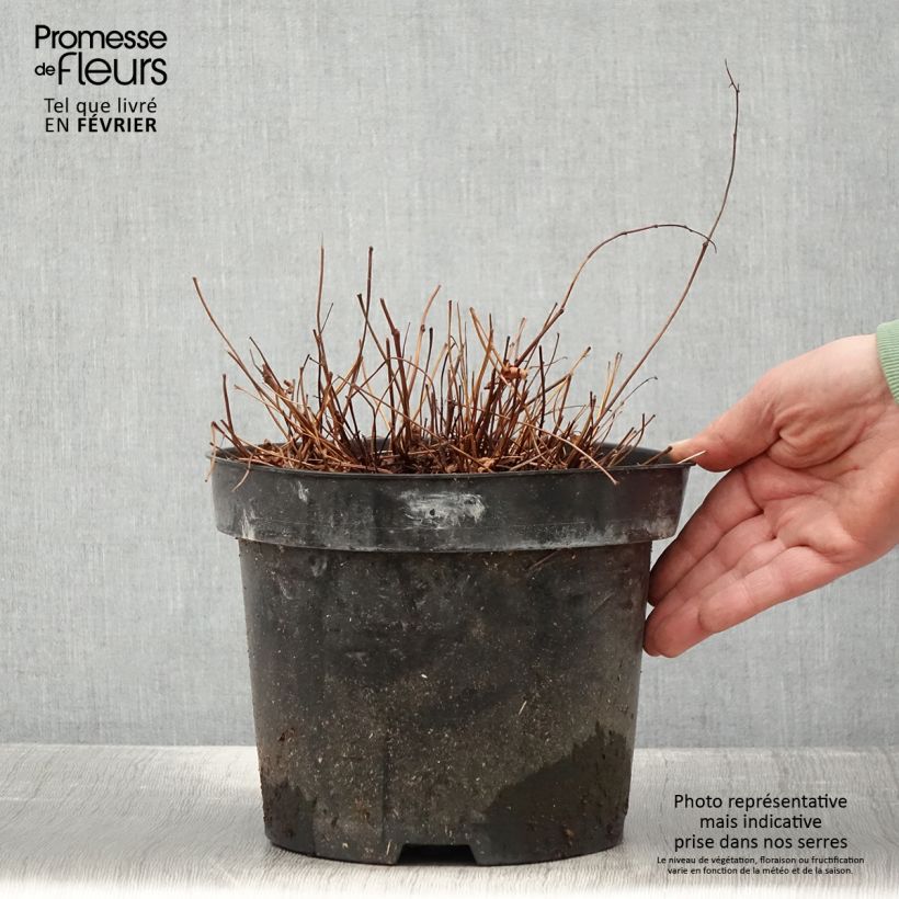 Amostra de Astilbe simplicifolia Key West Vaso de 4 L/5 L tal como entregue no inverno