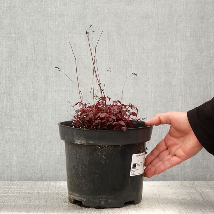 Amostra de Astilbe simplicifolia Key West Vaso de 4 L/5 L tal como entregue na primavera