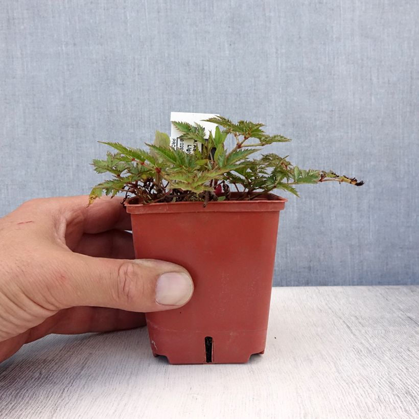 Amostra de Astilbe simplicifolia Pink Lightning Vaso de 8/9 cm tal como entregue no verão