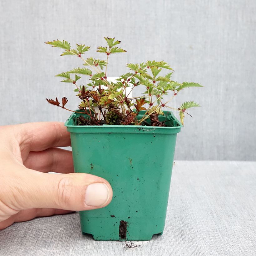 Amostra de Astilbe simplicifolia Sprite Vaso de 8/9 cm tal como entregue no outono