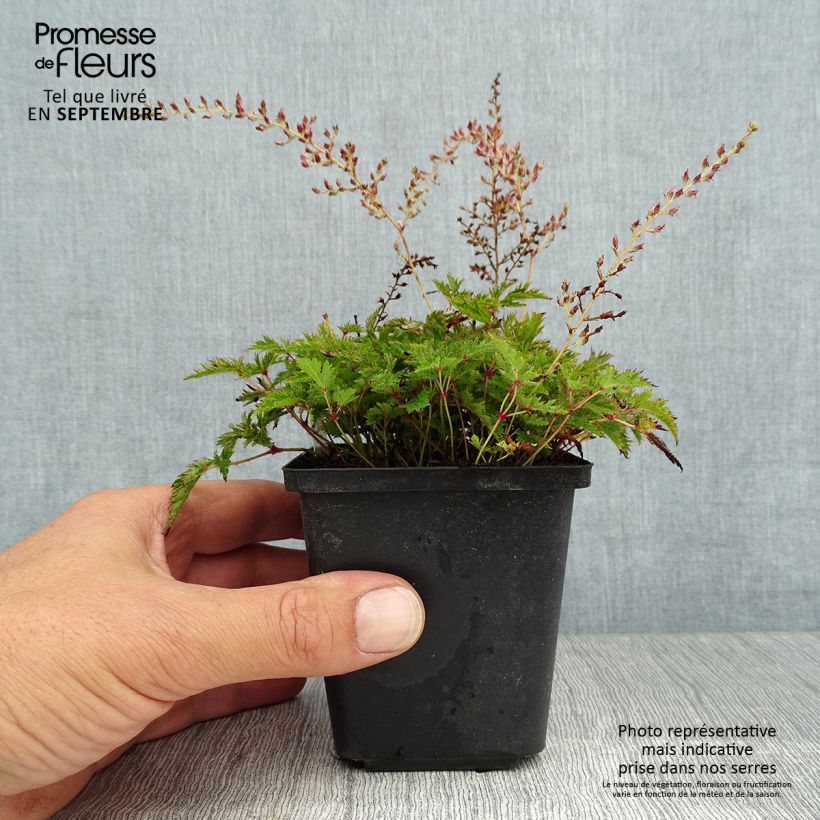 Amostra de Astilbe simplicifolia Sprite Vaso de 8/9 cm tal como entregue no verão
