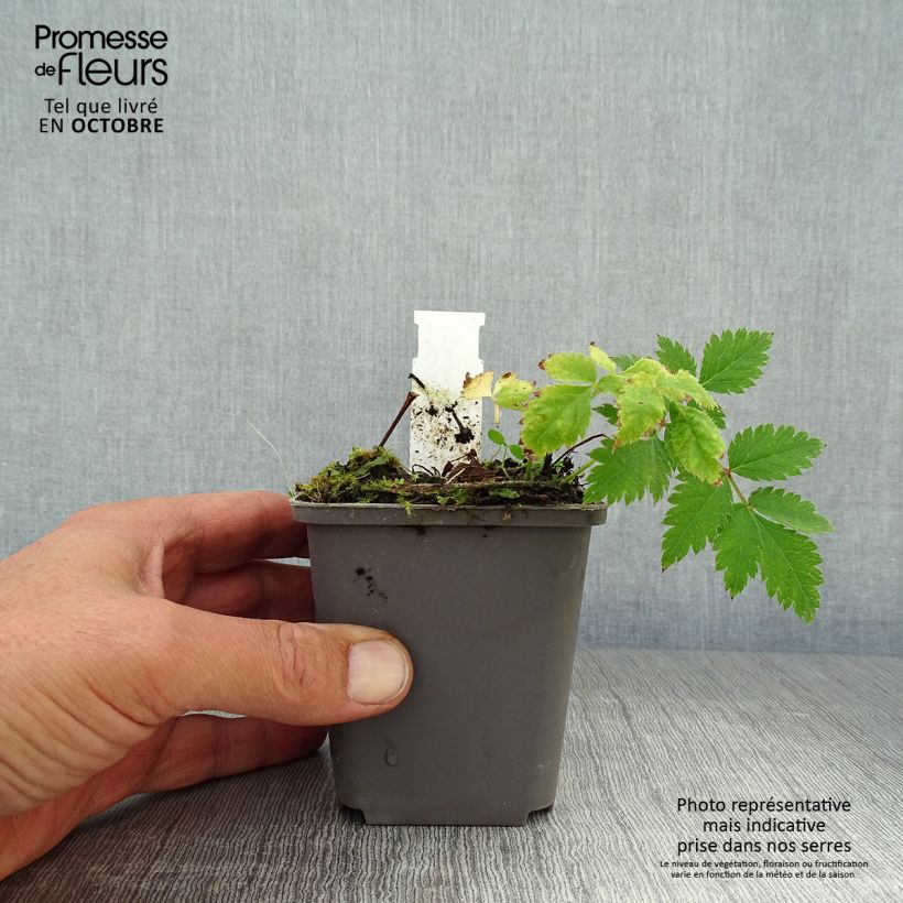 Amostra de Astilbe chinensis Vision in Pink Vaso de 8/9 cm tal como entregue no outono