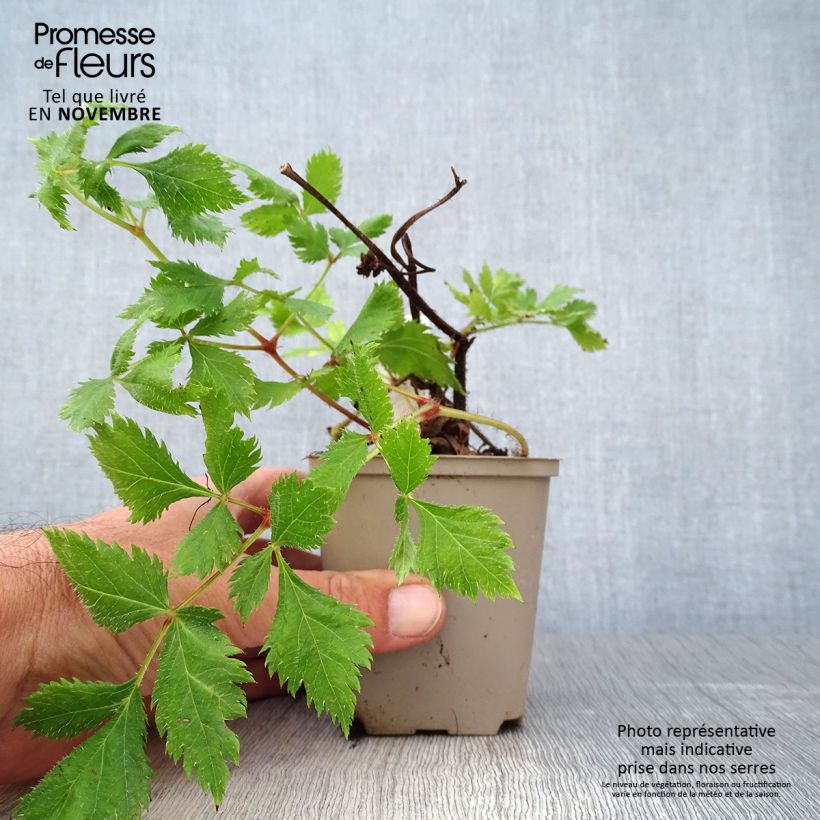 Amostra de Astilbe chinensis Vision in Red Vaso de 8/9 cm tal como entregue no outono