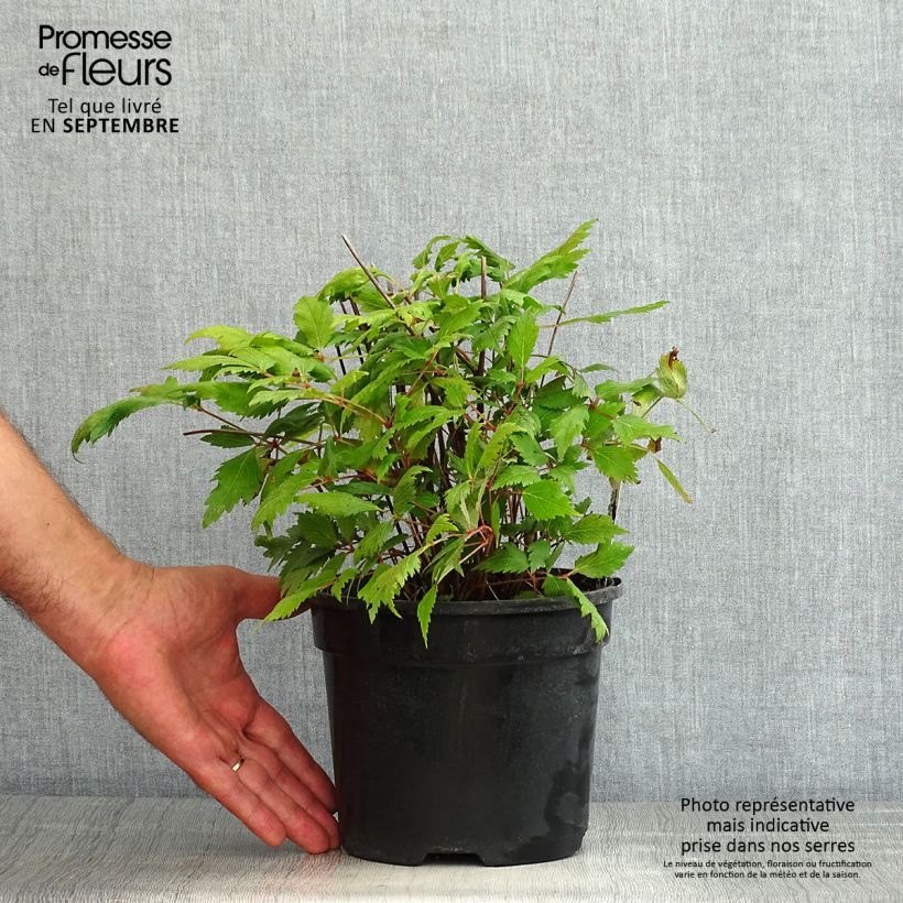 Amostra de Astilbe chinensis Vision in Red Vaso de 2 L/3 L tal como entregue no verão