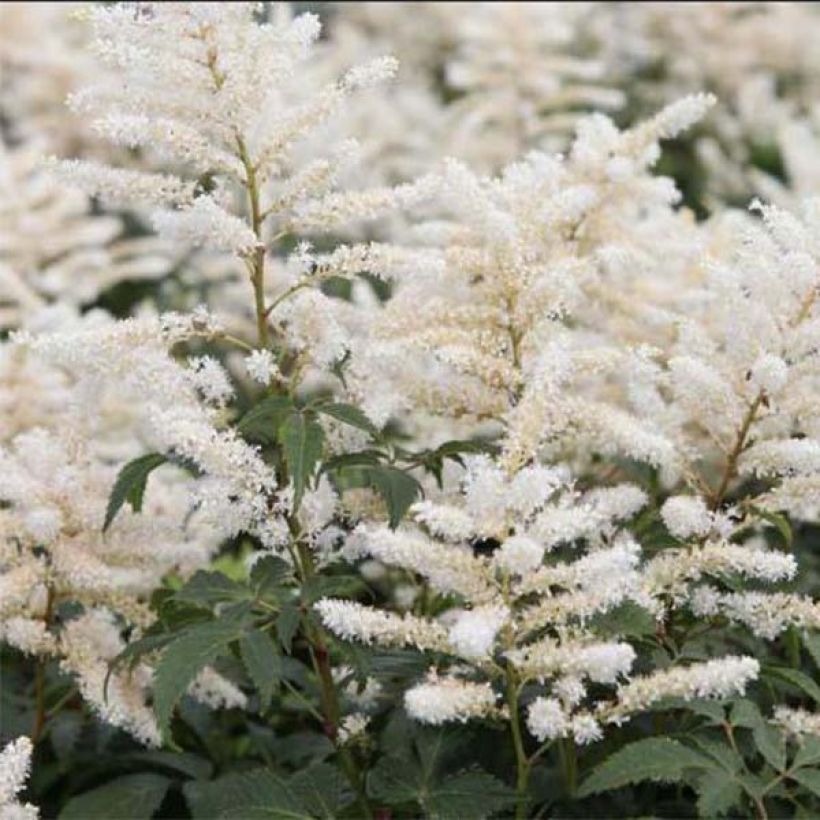 Astilbe japonica Washington (Floração)