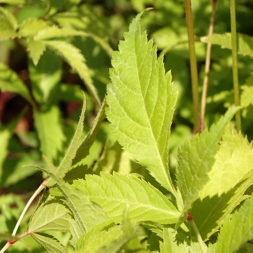 Astilbe japonica Washington (Folhagem)