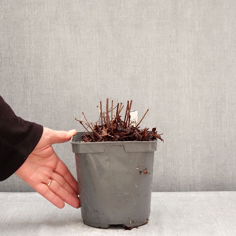 Amostra de Astilbe Younique Ruby Red Vaso de 2 L/3 L tal como entregue no inverno