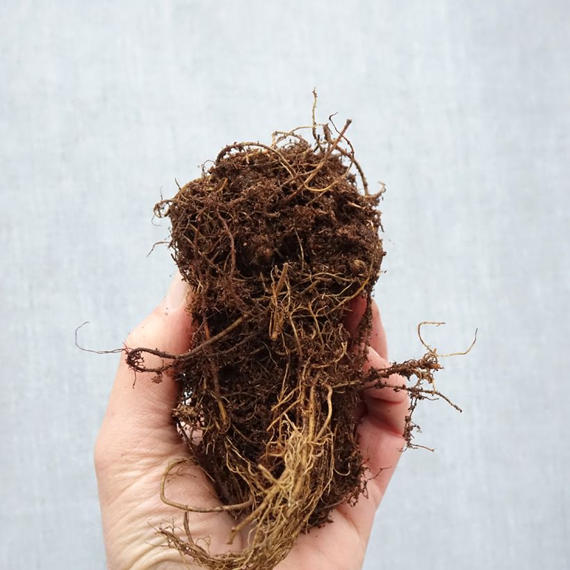 Amostra de Astilbe Younique® Silvery Pink Raízes nuas tal como entregue no inverno