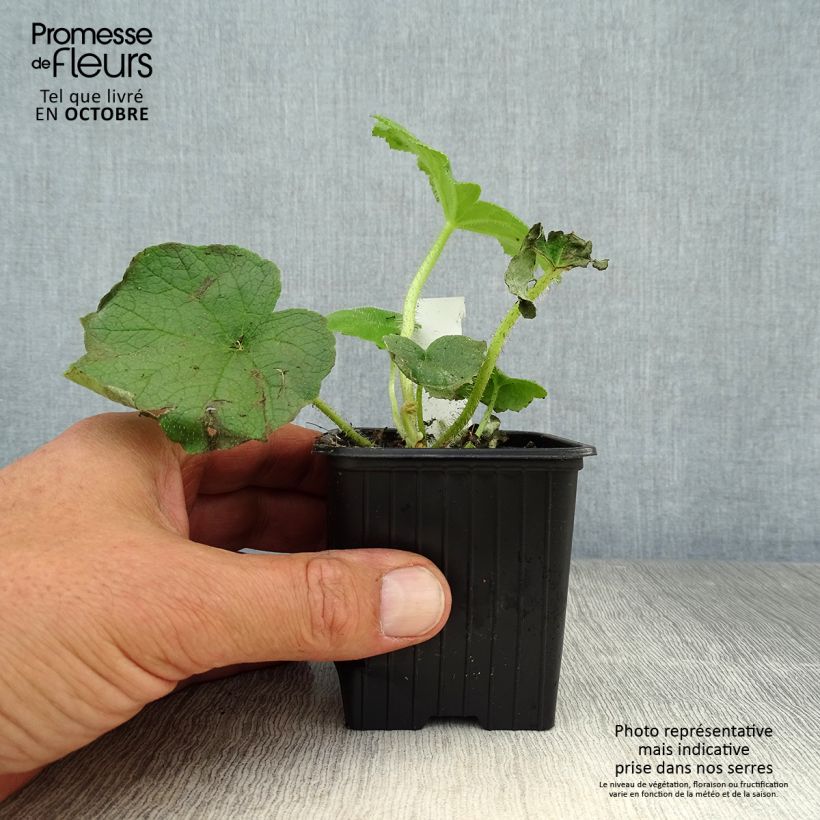 Amostra de Astilboides tabularis Vaso de 8/9 cm tal como entregue no outono