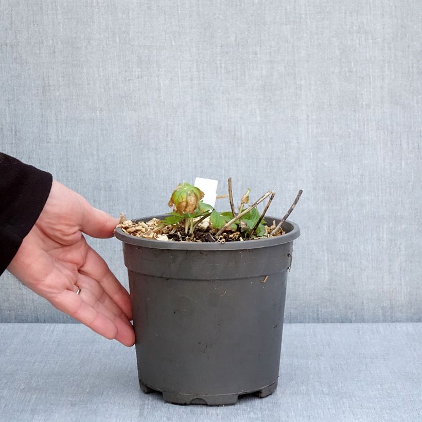 Amostra de Astrância-maior Alba Vaso de 2 L/3 L tal como entregue na primavera