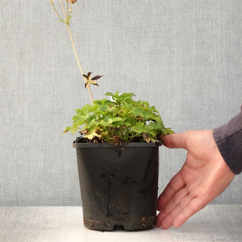 Amostra de Astrantia major Buckland Vaso de 2 L/3 L tal como entregue no verão