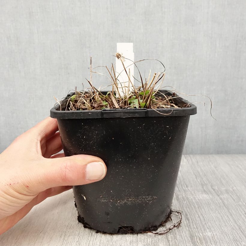 Amostra de Astrantia major Buckland Vaso de 2 L/3 L tal como entregue na primavera