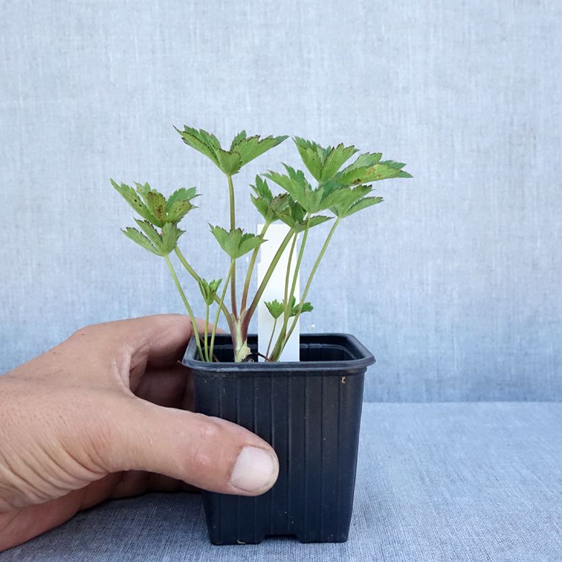 Amostra de Astrantia major Claret Vaso de 8/9 cm tal como entregue no verão