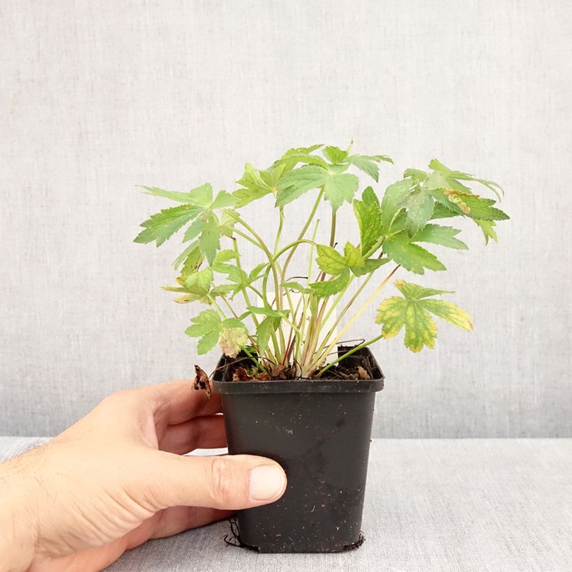 Amostra de Astrância-maior Florence - Astrantia major Vaso de 8/9 cm tal como entregue no outono