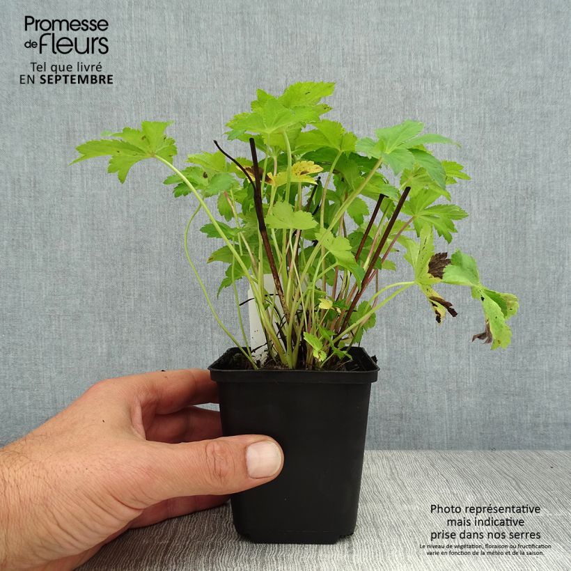 Amostra de Astrância-maior Florence - Astrantia major Vaso de 8/9 cm tal como entregue no verão