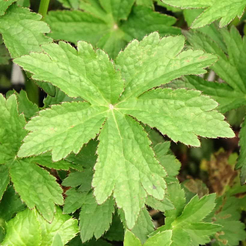 Astrância-maior Primadonna - Astrantia major (Folhagem)
