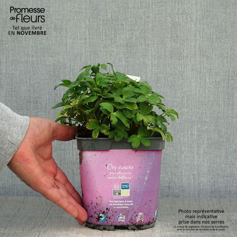 Amostra de Astrância-maior Roma - Astrantia major Vaso de 2 L/3 L tal como entregue no outono