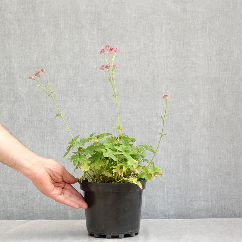 Amostra de Astrância-maior Roma - Astrantia major Vaso de 2 L/3 L tal como entregue no verão