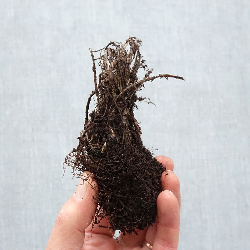 Amostra de Astrance - Astrantia major Roma Raízes nuas tal como entregue no inverno