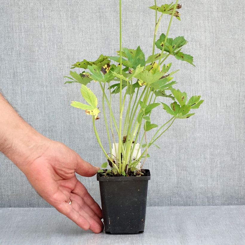 Amostra de Astrância-maior Rosensinfonie - Astrantia major Vaso de 8/9 cm tal como entregue no verão