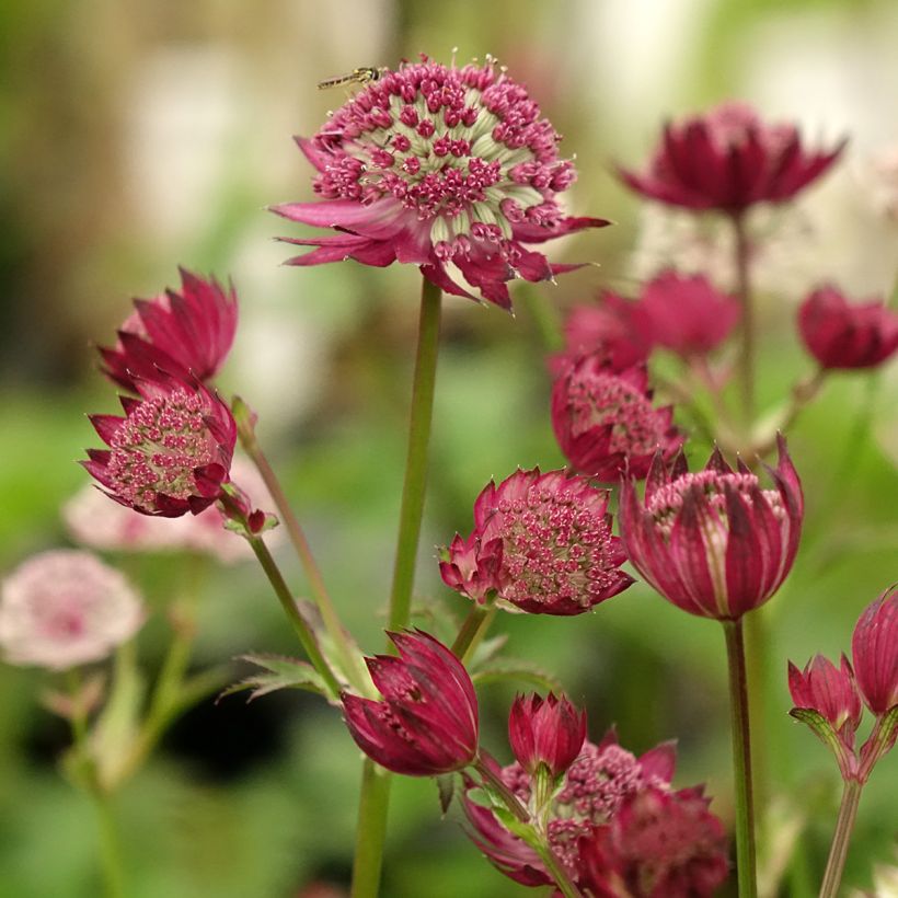 Astrância-maior Rubra - Astrantia major (Floração)