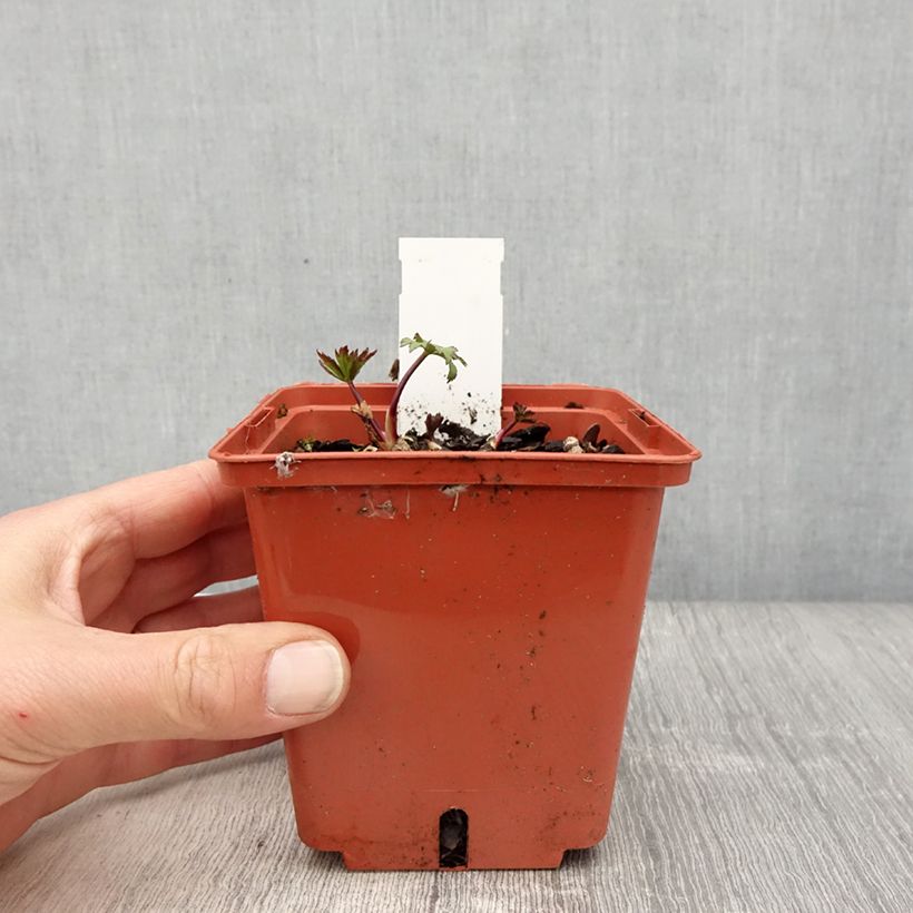 Amostra de Astrância-maior Ruby Wedding Vaso de 1 L/1,5 L tal como entregue na primavera