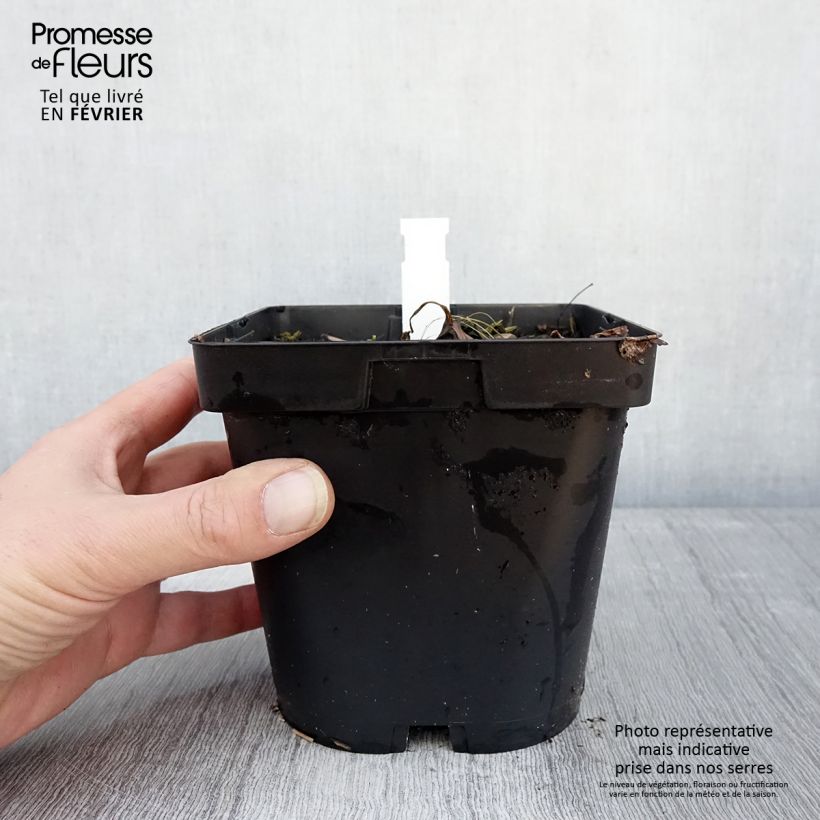 Amostra de Astrância-maior Shaggy - Astrantia major Vaso de 2 L/3 L tal como entregue no inverno