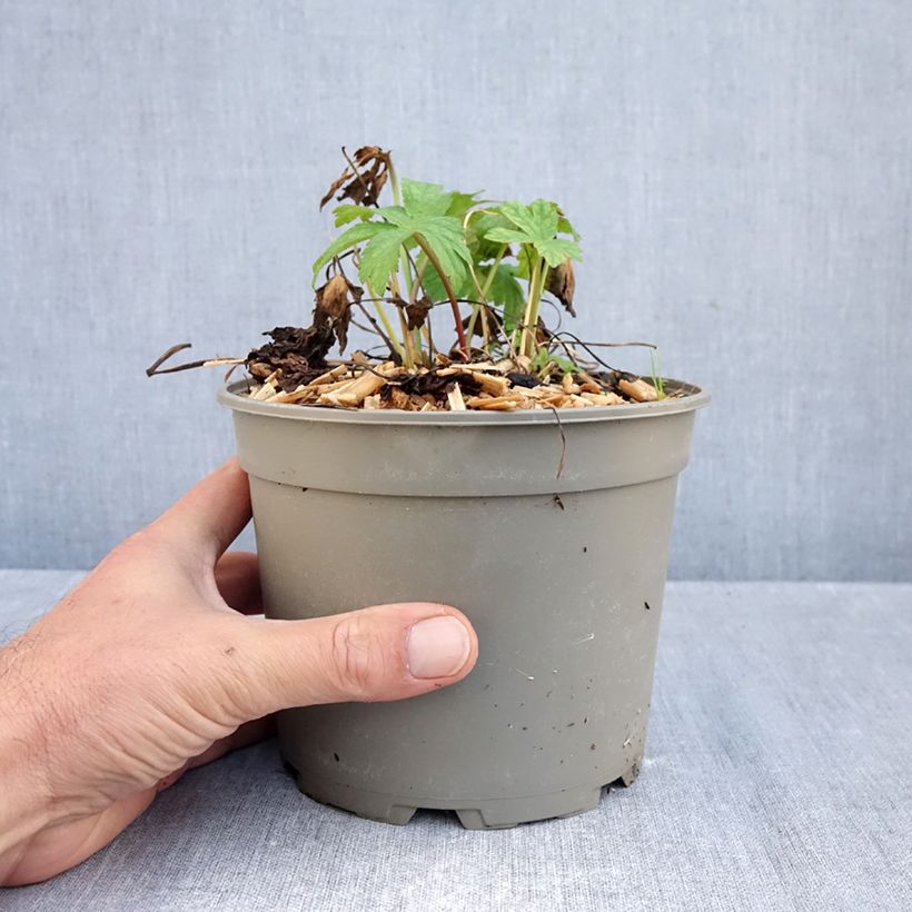 Amostra de Astrância-maior Shaggy - Astrantia major Vaso de 2 L/3 L tal como entregue no outono