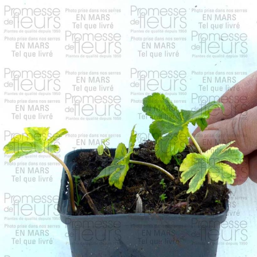 Exemplo de amostra de Astrance - Astrantia major Sunningdale Variegated Vaso de 8/9 cm tal como entregue