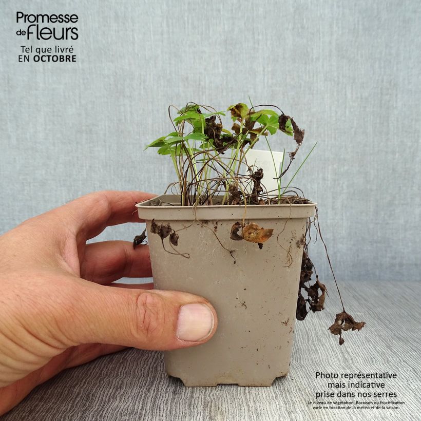 Amostra de Astrância-maior Super Star Vaso de 8/9 cm tal como entregue no outono