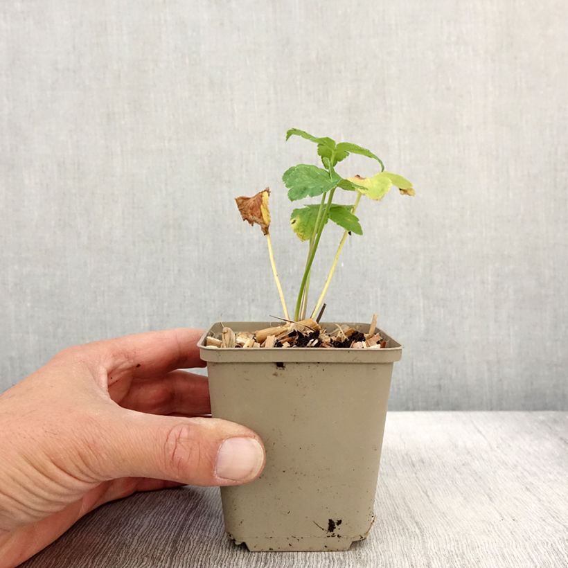 Amostra de Astrantia maxima Vaso de 8/9 cm tal como entregue no outono