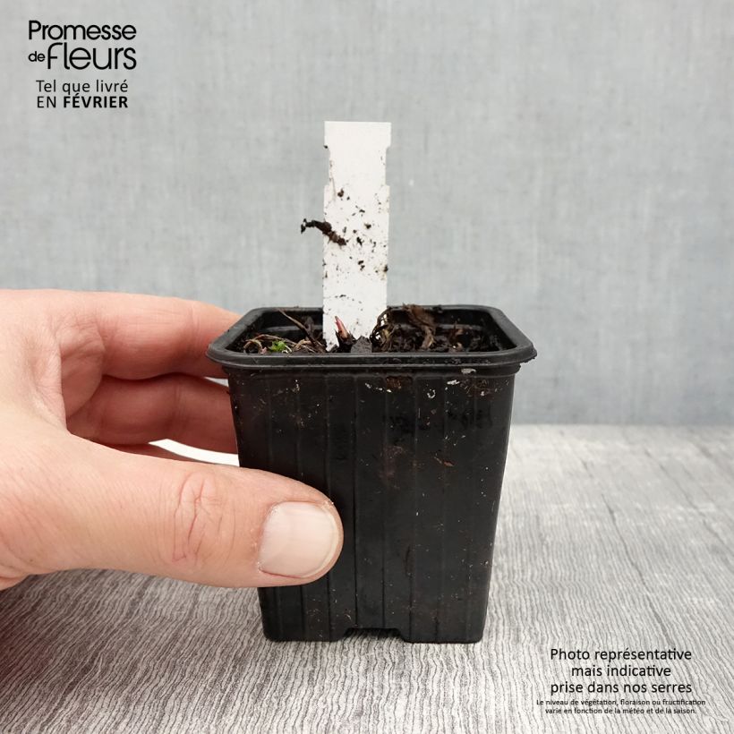 Amostra de Astrância-maior Star of Love Vaso de 8/9 cm tal como entregue no inverno