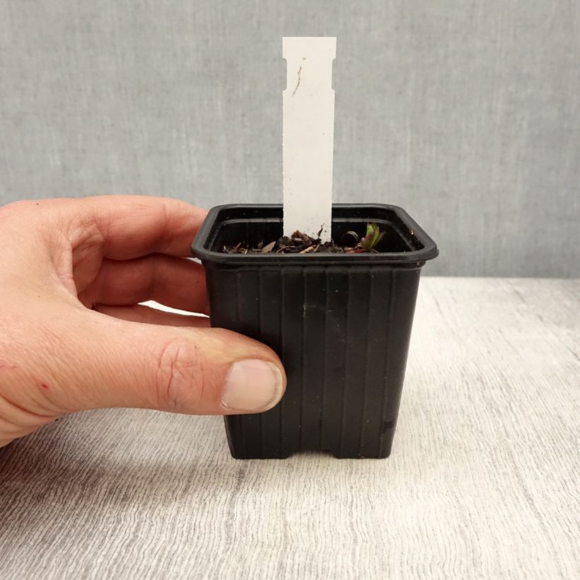 Amostra de Astrância-maior Star of Love Vaso de 8/9 cm tal como entregue na primavera