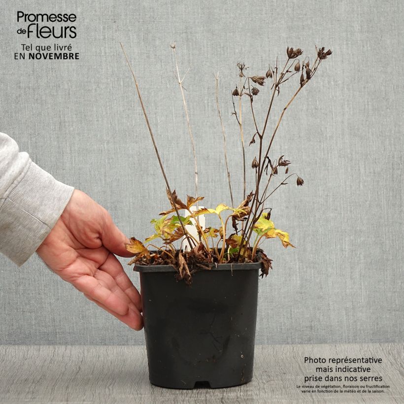 Amostra de Astrância-maior Star of Love Vaso de 2 L/3 L tal como entregue no outono