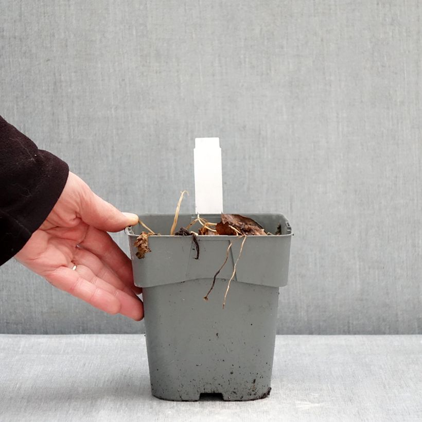 Amostra de Astrância-maior Star of Love Vaso de 2 L/3 L tal como entregue no inverno