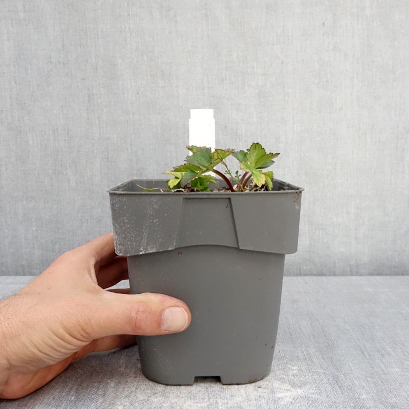 Amostra de Astrância-maior Star of Love Vaso de 2 L/3 L tal como entregue na primavera