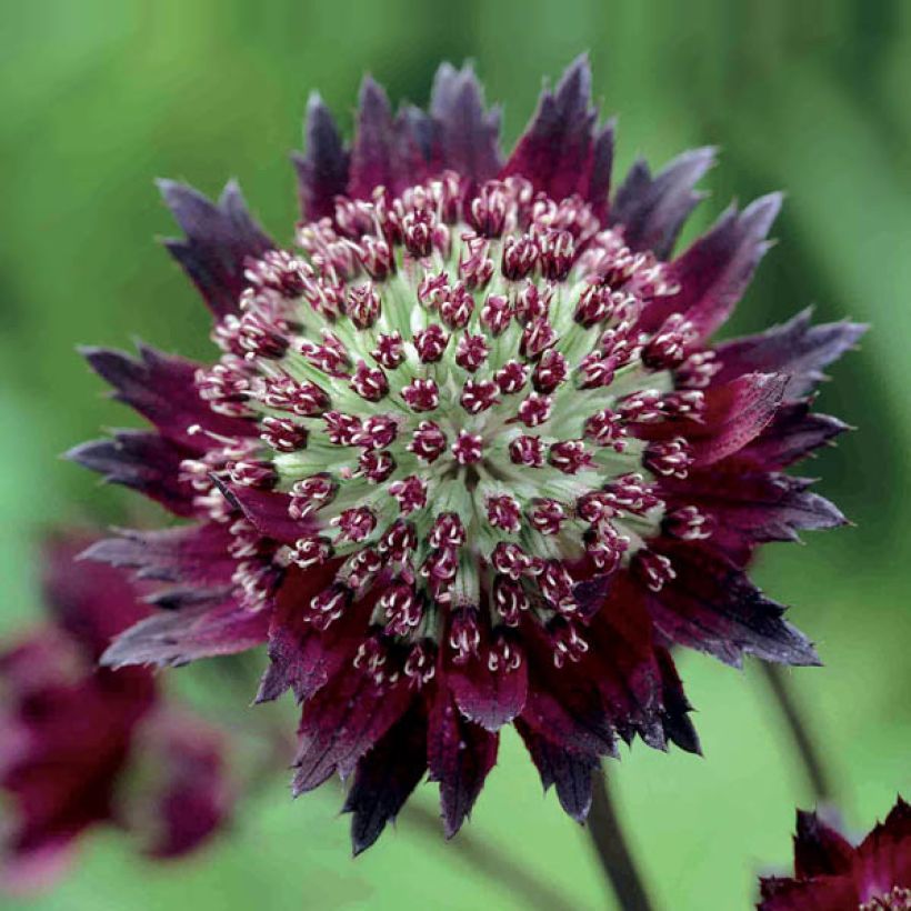 Astrância-maior Moulin Rouge - Astrantia major (Floração)