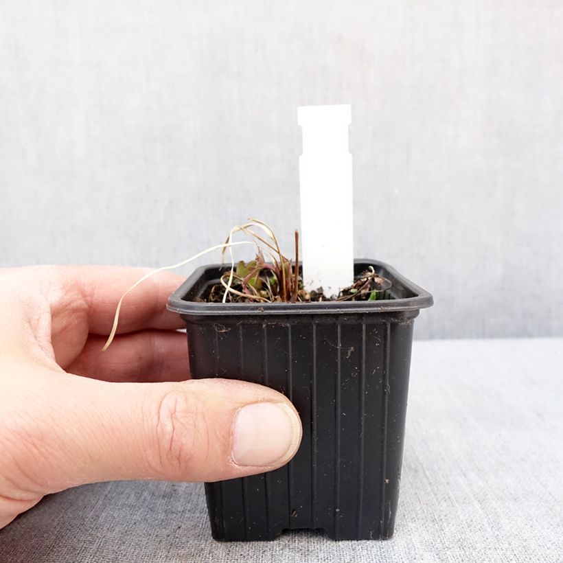 Amostra de Astrantia bavarica - Astrance de Bavière Godet de 8/9 cm tal como entregue no inverno