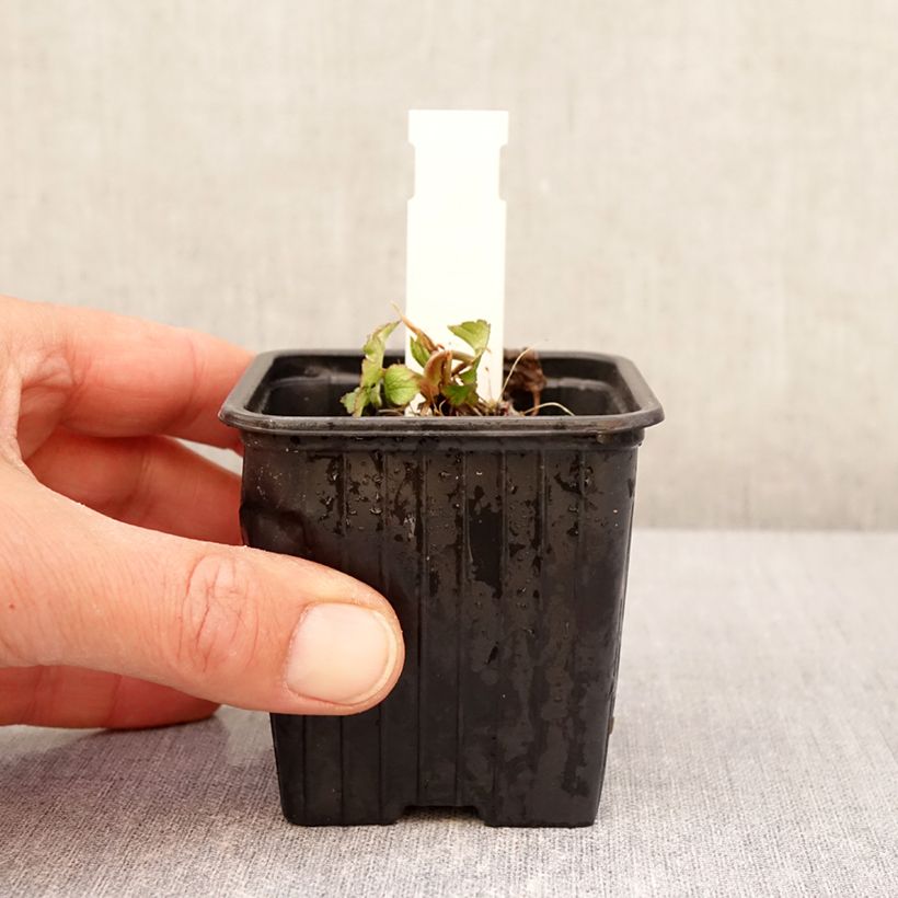 Amostra de Astrantia bavarica Vaso de 8/9 cm tal como entregue na primavera