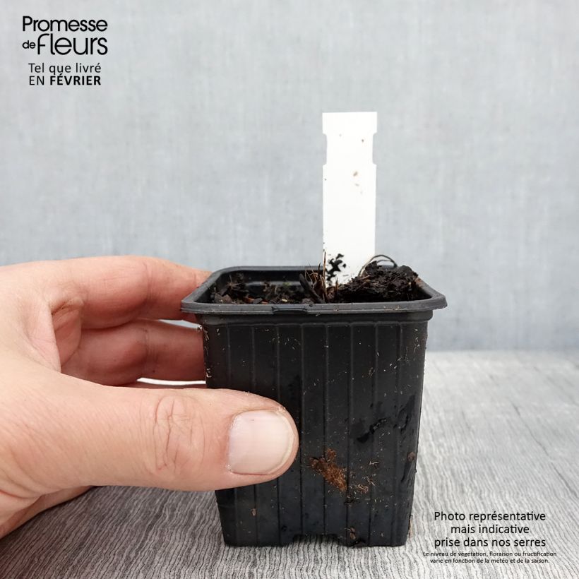 Amostra de Astrantia major Cerise Button - Grande astrance Vaso de 8/9 cm tal como entregue no inverno