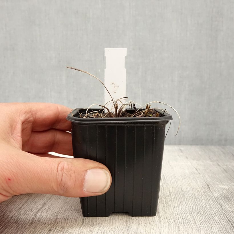 Amostra de Astrância-maior Cerise Button - Astrantia major Vaso de 8/9 cm tal como entregue na primavera