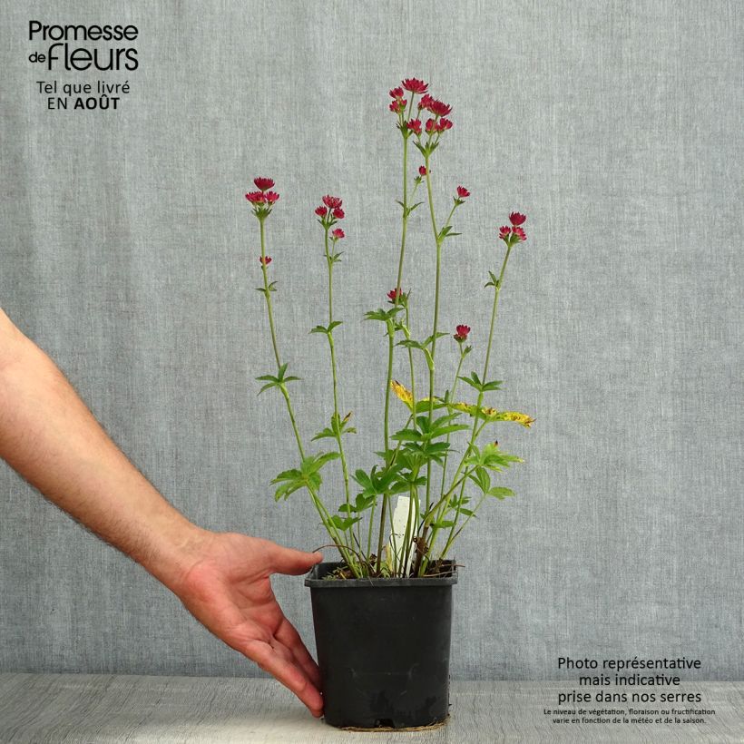 Amostra de Astrância-maior Cerise Button - Astrantia major Vaso de 2 L/3 L tal como entregue no verão