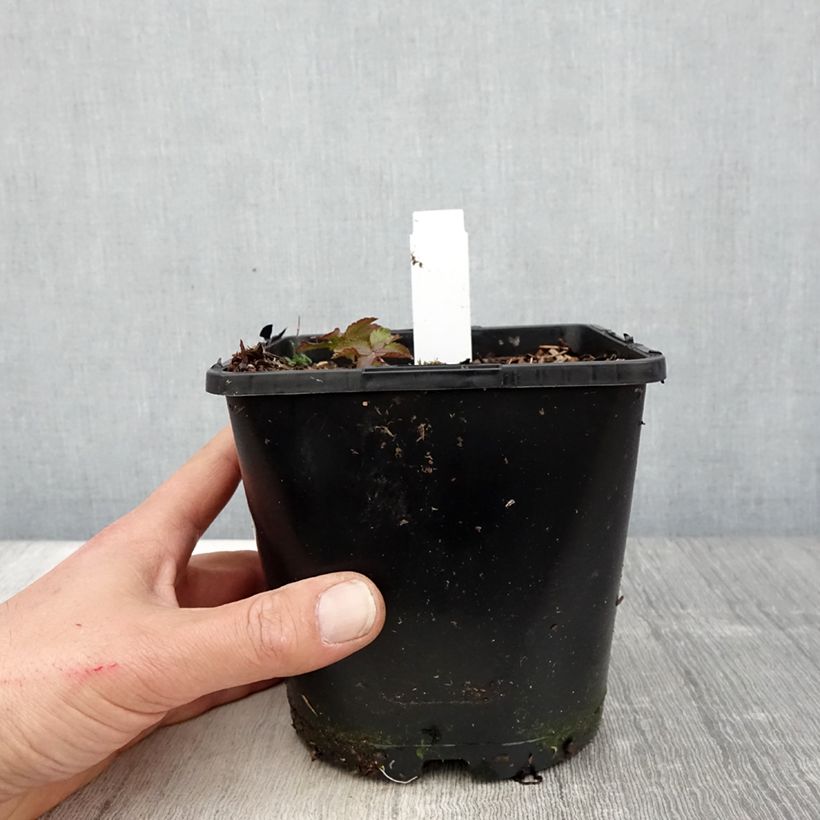 Amostra de Astrância-maior Cerise Button - Astrantia major Vaso de 2 L/3 L tal como entregue na primavera
